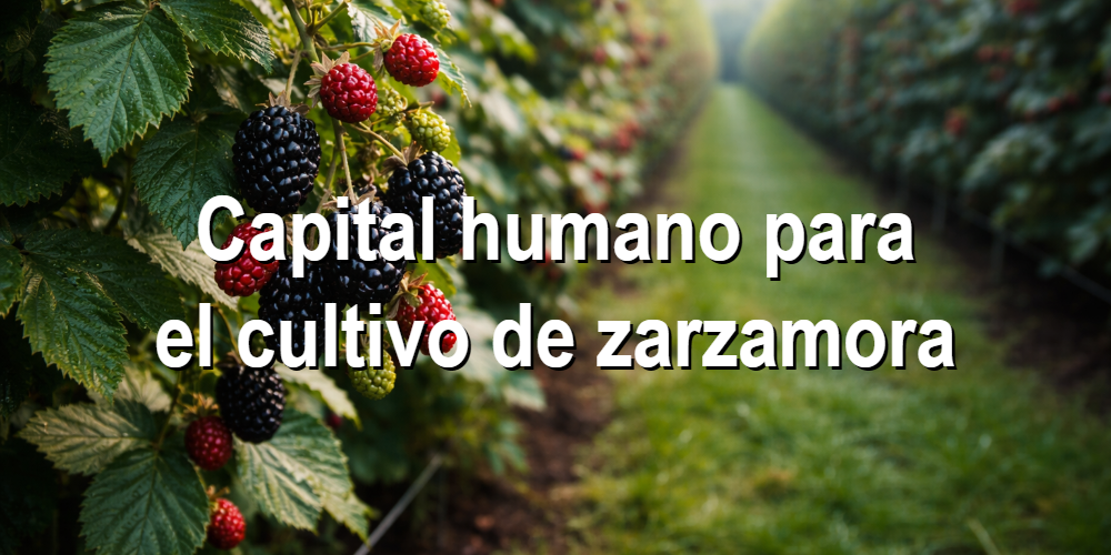 Capital humano para el cultivo de zarzamora