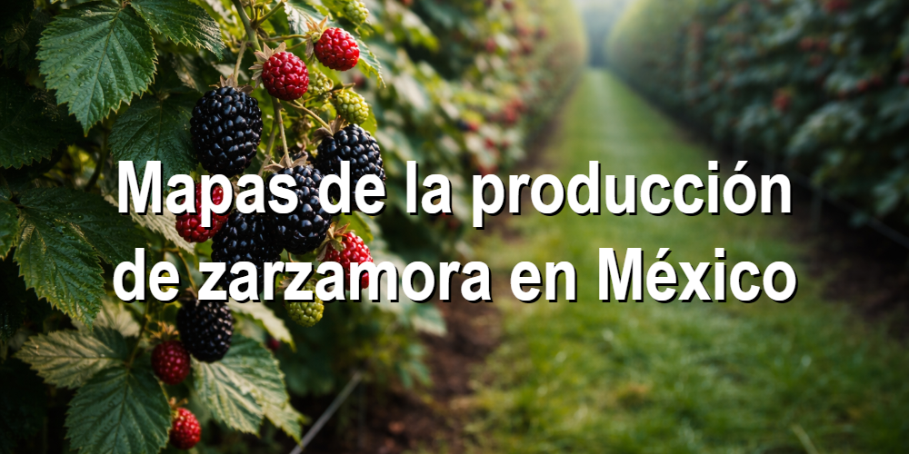 Mapas de la producción de zarzamora en México