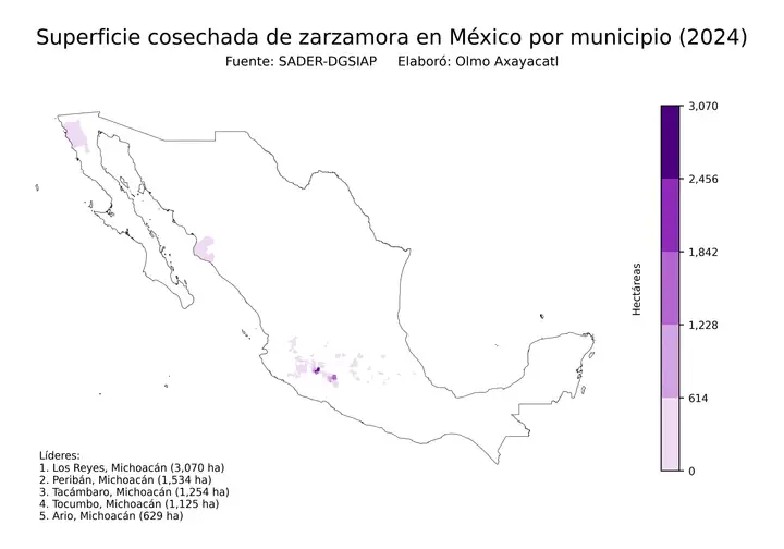 Superficie cosechada de zarzamora en México por municipio